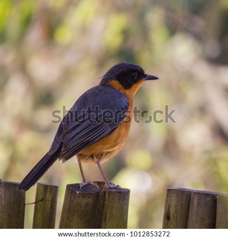 Chorister Robin-chat on the garden fence, Natures Valley, South Africa