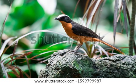 A Chorister Robin-chat standing on rock with forest background