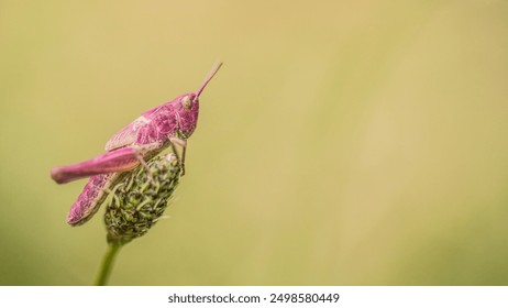 chorthippus, pink, magenta, grasshopper, background, macro, photography, rare, genetisc, erythrism, color, creature, horizontal, wide - Powered by Shutterstock