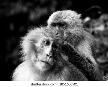 Choshikei Monkey Park Shodoshima Island Japan Stock Photo 1851688501 ...