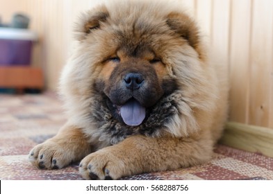 Chow chow - Shutterstock ID 568288756
