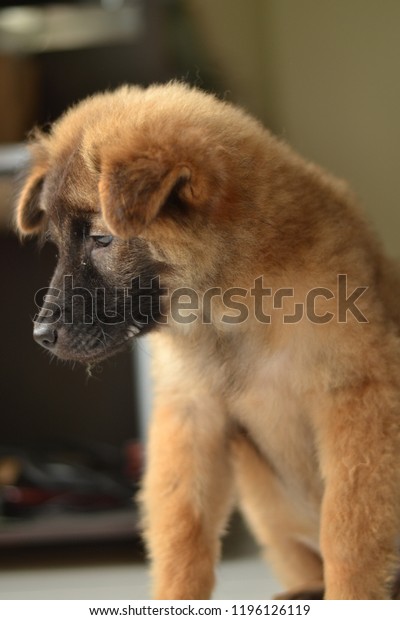 chow chow border collie mix