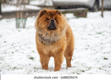 Chow Chow, Chinese Breed, Violet Tongue. Winter, Snow.