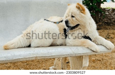 The chow chow is a distinctive and ancient breed of dog known for its lion-like appearance and proud demeanor Сток-фото © 