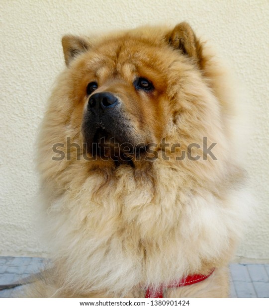 Chow Chow Dog Long Blond Hair Stock 