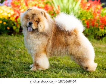 chow chow dog on the background of a blooming garden