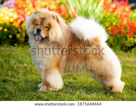 chow chow dog on the background of a blooming garden Сток-фото © 