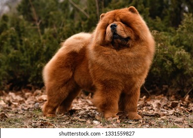 Chow Chow dog.  Portrait - Shutterstock ID 1331559827