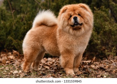 Chow Chow dog.  Portrait - Shutterstock ID 1331559845