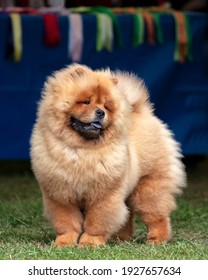 Chow Chow At A Dog Show With Rosettes Behind