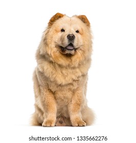 Chow Chow dog sitting in front of white background - Shutterstock ID 1335662276