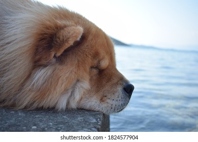 Chow Chow Dog Sleeping By The Sea