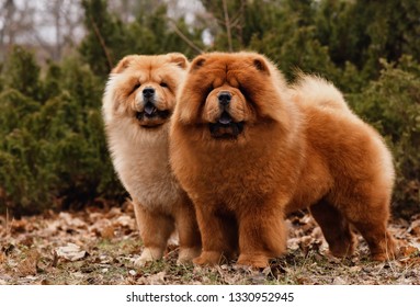 Chow Chow dogs. Two - Shutterstock ID 1330952945