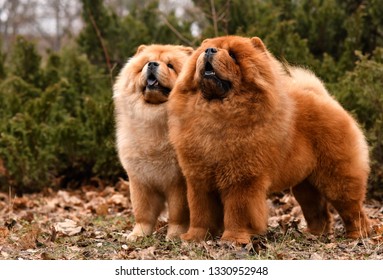 Chow Chow dogs. Two - Shutterstock ID 1330952948