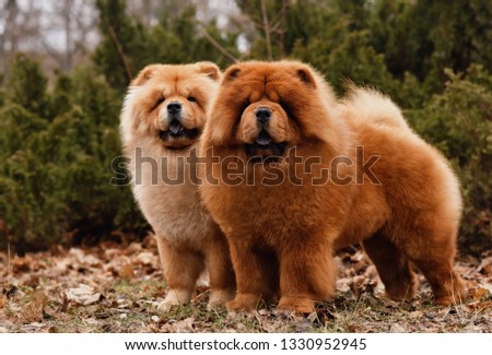 Chow Chow dogs. Two Сток-фото © 