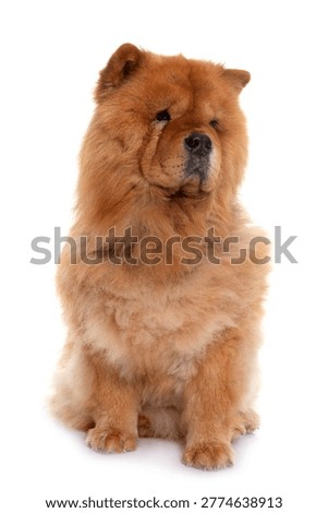 chow chow in front of white background