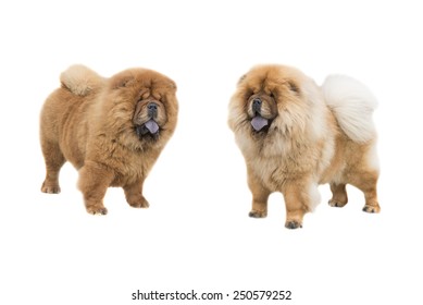 Chow Chow Isolated On A White Background