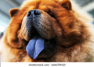 chow chow. Large dog face with protruding purple tongue. Close-up portrait of an animal. - Shutterstock ID 1646709325