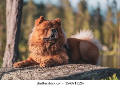 A chow chow lying on a stone in the woods - Shutterstock ID 1548913124