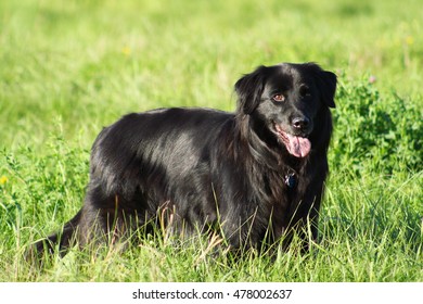 151 Black chow mix Images, Stock Photos & Vectors | Shutterstock