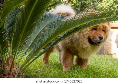 A Chow Chow Playing Outdoor