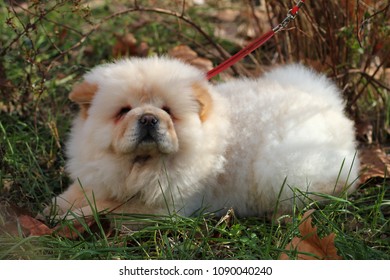 Chow Chow Puppy