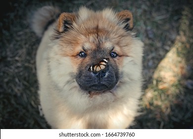 Chow Chow Puppy Dog With A Butterfly On His Nose.