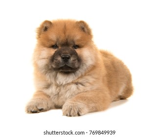Chow chow puppy lying down looking at the camera isolated on a white background - Shutterstock ID 769849939