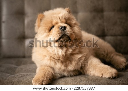 The chow chow puppy is lying on the couch. Purebred tsimtovy color dog chow-chow Сток-фото © 