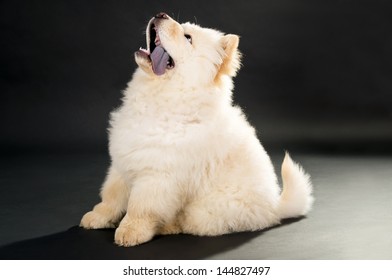 5,131 Chow chow puppy Images, Stock Photos & Vectors | Shutterstock