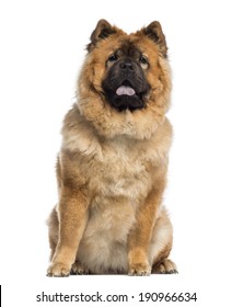 Chow Chow sitting (1 year old) - Shutterstock ID 190966634