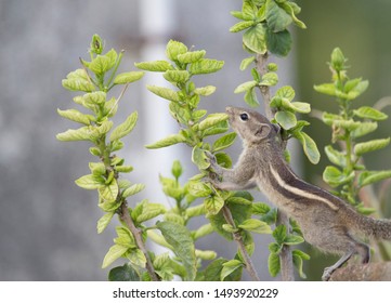 Lil Chipmunk Twitch