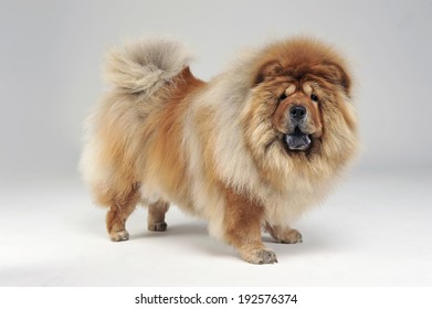 chow chow gold