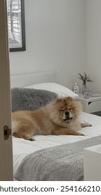 Chowchow been caught lying on a bed and smiling