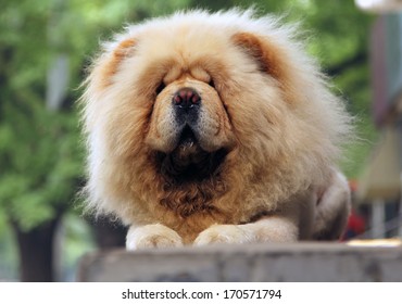 2,707 Chinese lion dog Images, Stock Photos & Vectors | Shutterstock