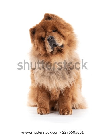 Chow-Chow listening sitting on a white background. Сток-фото © 
