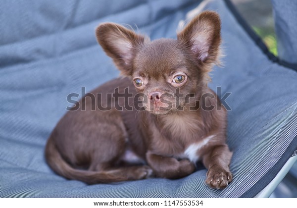 Chowchow Small Dog Short Hair Closeup Stock Photo Edit Now