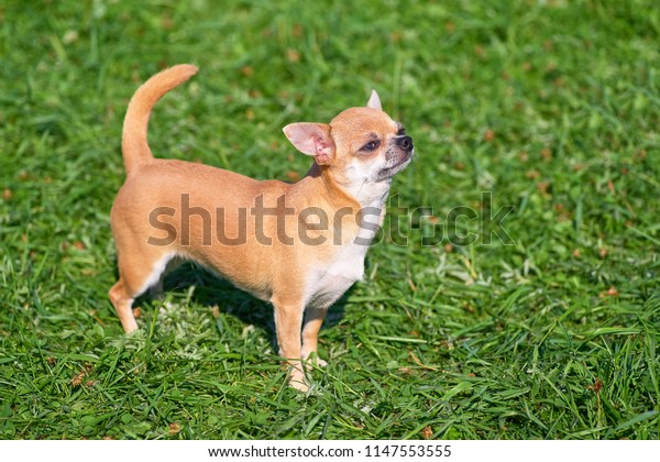 Chowchow Small Dog Short Hair Closeup Stock Photo Edit Now