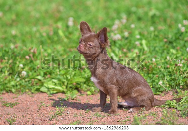 Chowchow Small Dog Short Hair Closeup Stock Photo Edit Now