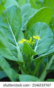 Choy Sum Plants Growing On Farm Stock Photo 2146519767 | Shutterstock