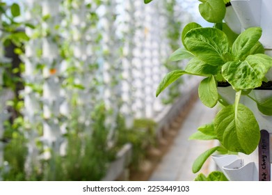 Choy Sum vertical vegetable garden - Shutterstock ID 2253449103