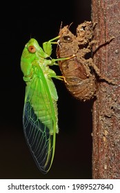 Chremistica Ochracea, Little Green Cicada Emergence 