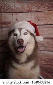 Chrismast Siberian Husky