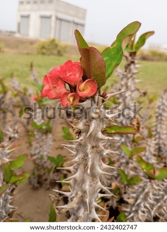 Christ plant or Crown of thornes (Euphorbia milii).Christ Thorn.Orange hybrid crown of thorns flowers (Euphorbia milii) against green leaves. Euphorbia milii is also known as the crown of thorns.