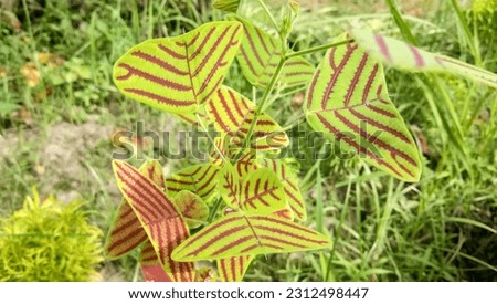 Christia obcordata is a flowering plant in the fabaceae family. this plant is famous for the butterfly shape leaves
