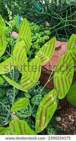 Christia obcordata (Oxalis) plant, garden background, vertical photograph.