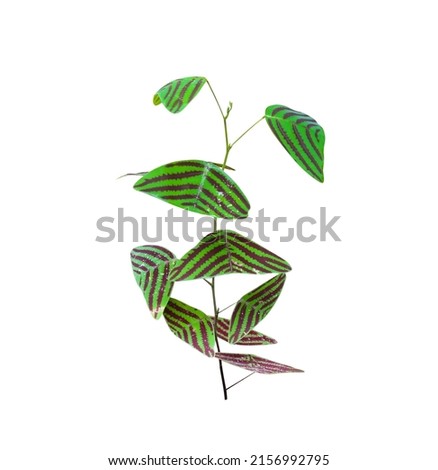 Christia obcordata (Oxalis) plant with green stem and water drops isolated on white  background ,clipping path 
