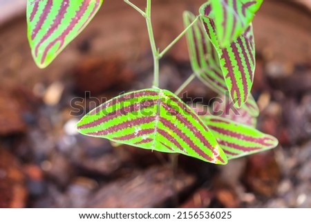 Christia obcordata (Oxalis) plants with water drops top view garden background