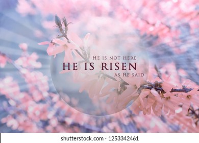 Christian Easter background, religious card. Jesus Christ resurrection concept. He is risen text on a background with pink, bright flowers, delicate spring blossom on a soft, blue sky with rays