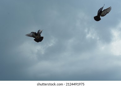 For Christian Religions, The Pigeon Has Great Spiritual Significance.  Symbol Of Devotion, Peace And Purity.  This Bird Also Appears In Syrian Culture As An Icon Of Hope And Salvation.